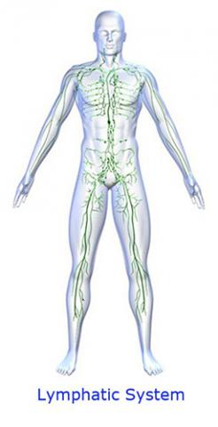 Lymphatic system